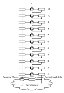 Organisation of feedback loops at different levels as a basis of a hierarchy of control